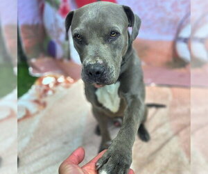 Mutt Dogs for adoption in Long Beach, CA, USA