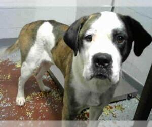 Saint Bernard Dogs for adoption in Atlanta, GA, USA