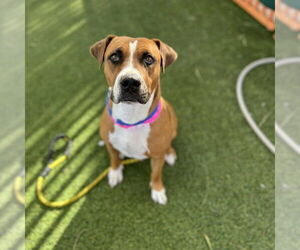 American Pit Bull Terrier-Unknown Mix Dogs for adoption in Las Vegas, NV, USA