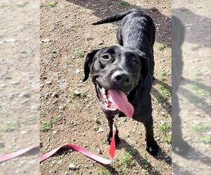 Labrador Retriever-Unknown Mix Dogs for adoption in San Antonio, TX, USA