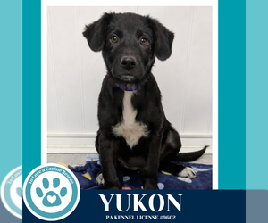 Labrador Retriever-Unknown Mix Dogs for adoption in Kimberton, PA, USA