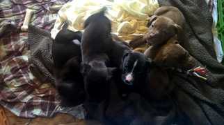 Labrador Retriever Dogs for adoption in Wenonah, NJ, USA