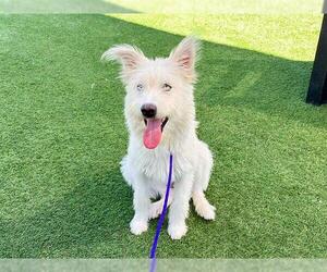 Airedale Terrier-Siberian Husky Mix Dogs for adoption in Orange, CA, USA