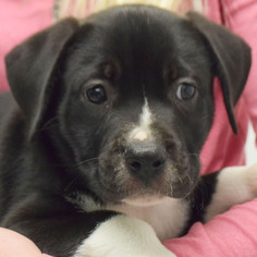Medium Photo #1 American Staffordshire Terrier-Labrador Retriever Mix Puppy For Sale in Huntley, IL, USA