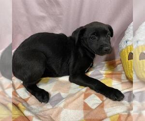 Labrador Retriever-Staffordshire Bull Terrier Mix Dogs for adoption in Modesto, CA, USA