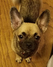 Chug Dogs for adoption in Lithia, FL, USA