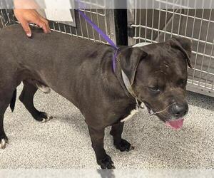 Bullmastiff Dogs for adoption in Houston, TX, USA