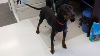 Black and Tan Coonhound Dogs for adoption in Mt. Gilead, OH, USA