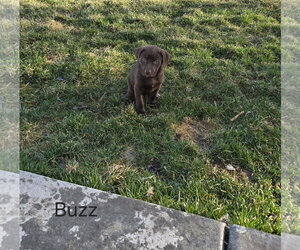 Labrador Retriever-Unknown Mix Dogs for adoption in MIDWAY, UT, USA