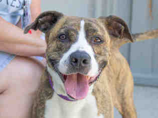 Bullboxer Pit Dogs for adoption in Santa Rosa, CA, USA