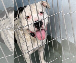 American Bulldog Dogs for adoption in Pasadena, CA, USA