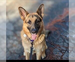 German Shepherd Dog Dogs for adoption in Hayward, CA, USA