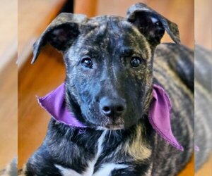 Mutt Dogs for adoption in Aurora, CO, USA