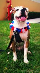 Medium Photo #1 American Bulldog Puppy For Sale in West Palm Beach, FL, USA