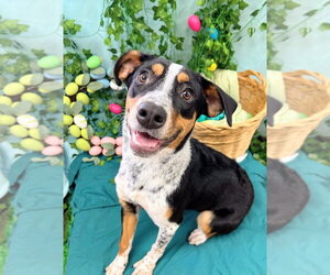 Labrador Retriever-Unknown Mix Dogs for adoption in Bryant, AR, USA
