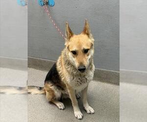 German Shepherd Dog-Unknown Mix Dogs for adoption in Las Vegas, NV, USA