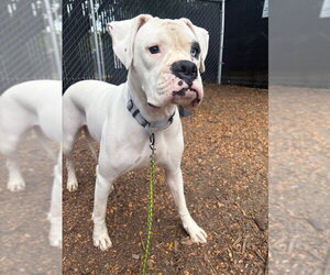 Boxer Dogs for adoption in Dumont, NJ, USA
