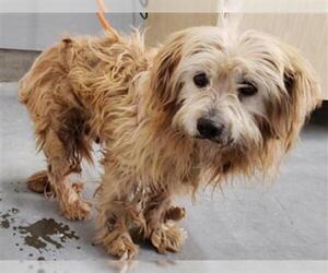 Havanese Dogs for adoption in Camarillo, CA, USA