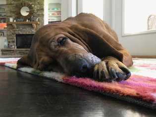 Bloodhound Dogs for adoption in Mooresville, NC, USA