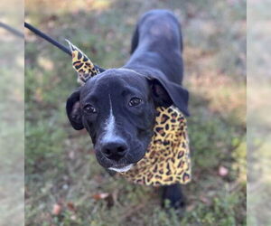 American Pit Bull Terrier Dogs for adoption in Warrenton, VA, USA