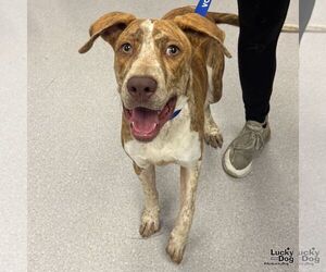 Mutt Dogs for adoption in Washington, DC, USA