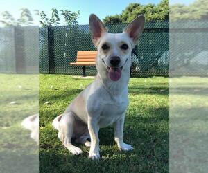 Chi-Corgi Dogs for adoption in Rancho Santa Margarita, CA, USA