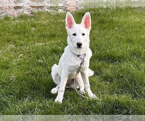 Great Pyrenees-Unknown Mix Dogs for adoption in Plymouth, MN, USA