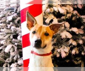 Medium Photo #1 Greyhound-Unknown Mix Puppy For Sale in Wichita, KS, USA