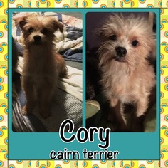 Cairn Terrier Dogs for adoption in Franklinton, LA, USA