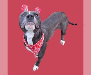 Mutt Dogs for adoption in Bakersfield, CA, USA