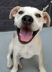 American Bulldog-Unknown Mix Dogs for adoption in White Bluff, TN, USA