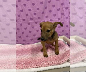 Chihuahua-Unknown Mix Dogs for adoption in Modesto, CA, USA