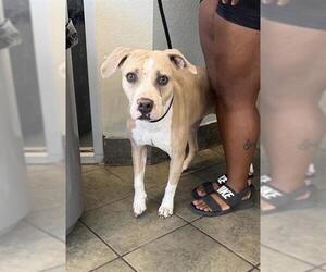 American Bulldog-Unknown Mix Dogs for adoption in San Antonio, TX, USA