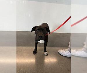 American Pit Bull Terrier Dogs for adoption in San Martin, CA, USA