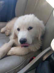 Great Pyrenees Dogs for adoption in Pawtucket, RI, USA