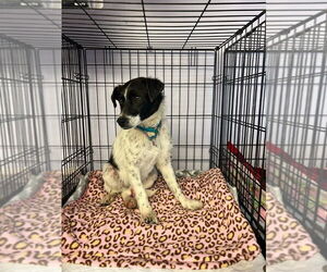Rat Terrier Dogs for adoption in Gloversville, NY, USA