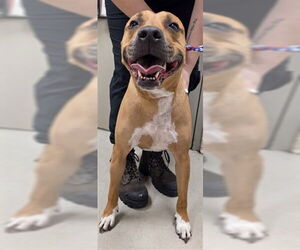 Mutt Dogs for adoption in Sanford, FL, USA