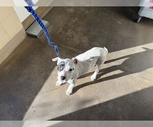 American Pit Bull Terrier Dogs for adoption in McKinleyville, CA, USA