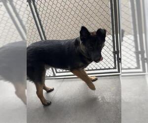 German Shepherd Dog-Unknown Mix Dogs for adoption in Baytown, TX, USA