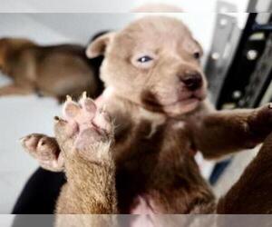 Staffordshire Bull Terrier-Unknown Mix Dogs for adoption in Houston, TX, USA