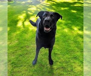 German Shepherd Dog Dogs for adoption in Akron, OH, USA