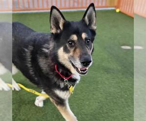 Siberian Husky-Unknown Mix Dogs for adoption in Las Vegas, NV, USA