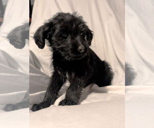 Mutt Dogs for adoption in Grafton, WI, USA