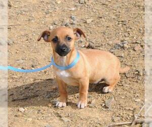 Chihuahua-Unknown Mix Dogs for adoption in Jamestown, CA, USA