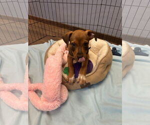 Labrador Retriever-Unknown Mix Dogs for adoption in Hilton Head, SC, USA