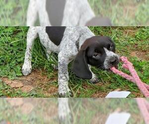 Small Bluetick Coonhound Mix