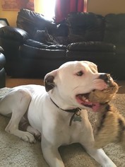 American Bulldog Dogs for adoption in Chambersburg, PA, USA
