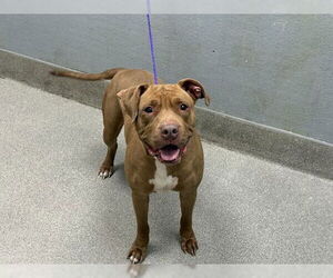 American Pit Bull Terrier-Unknown Mix Dogs for adoption in Las Vegas, NV, USA