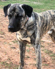 Anatolian Shepherd Dogs for adoption in Rutherfordton, NC, USA