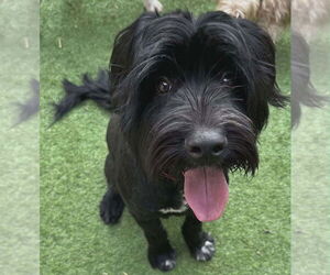 Mutt Dogs for adoption in Candler, NC, USA